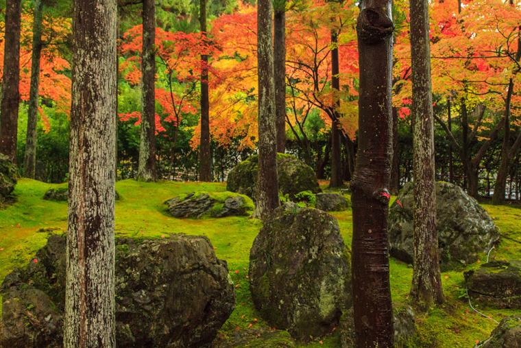 しょうざんリゾート京都 紅葉