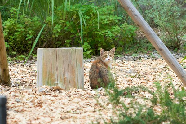 SOKI ATAMI（そき あたみ）