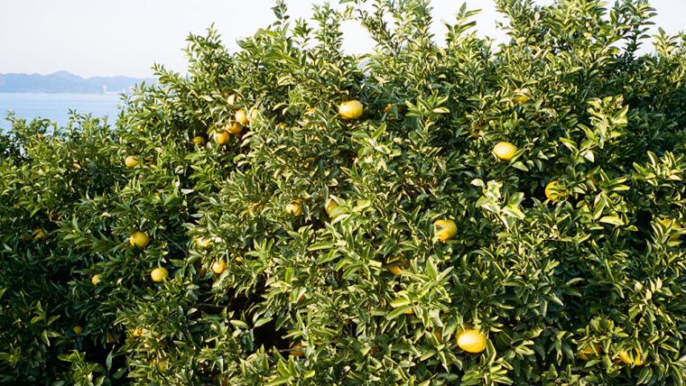 Azumi Setoda レモン畑サイクリング