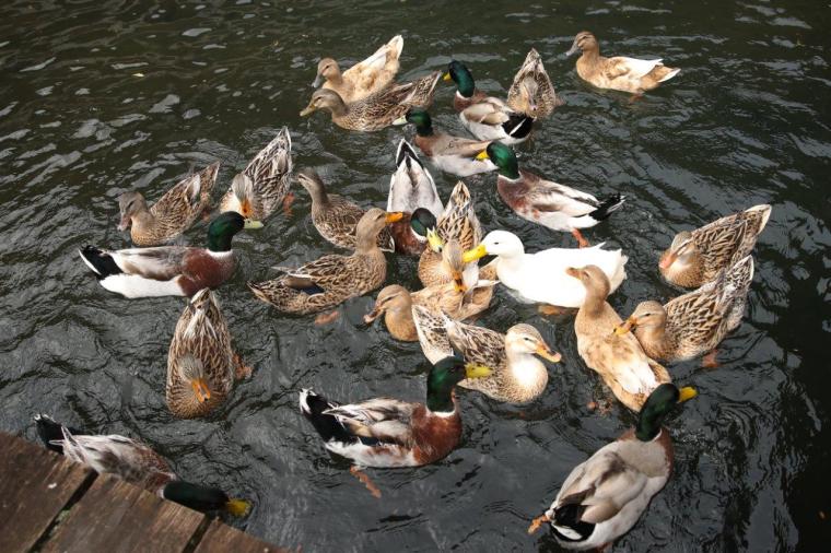 あいがもと鯉の池