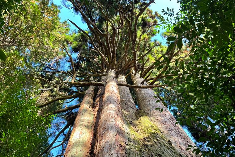 大呑ビレッジ 遊心庵