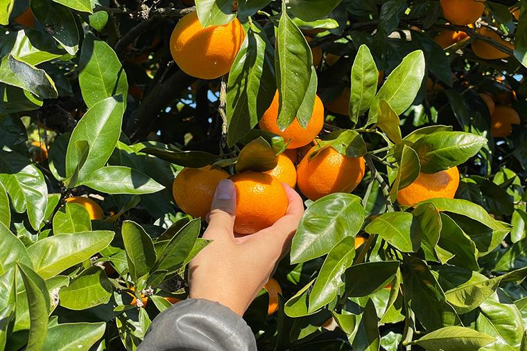 大呑ビレッジ 遊心庵