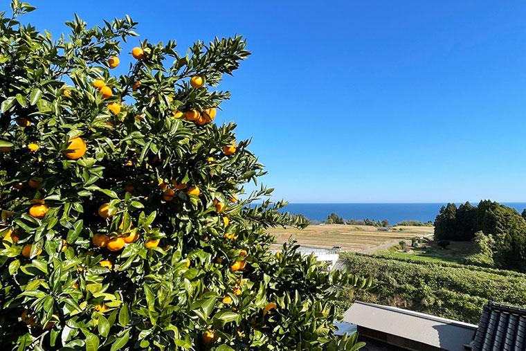 大呑ビレッジ 遊心庵