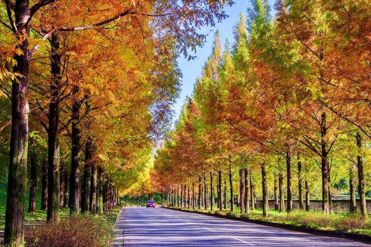 太陽が丘のメタセコイヤ並木