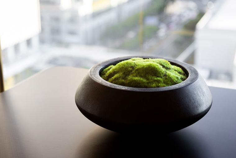 苔に倣って自分らしくSDGｓに参加