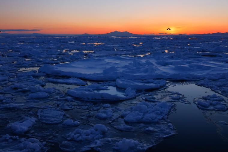 流氷と野生動物