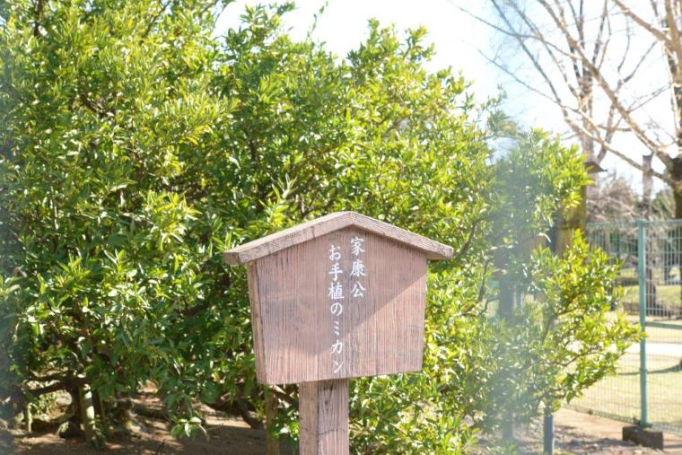 本丸跡のお手植えミカンと家康公像