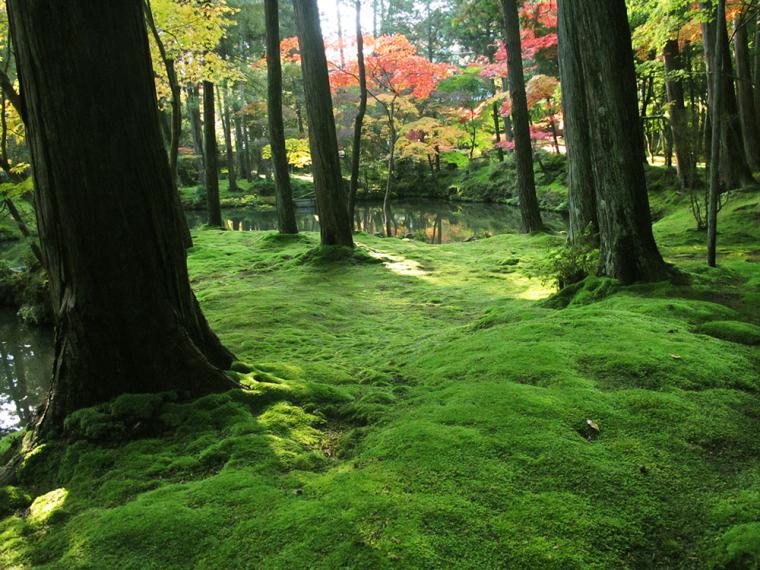 西芳寺・苔寺