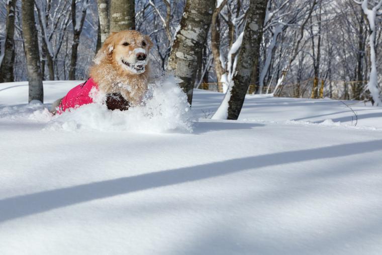 絶景とともに雪遊びを満喫！IWATAKE WHITE PARK