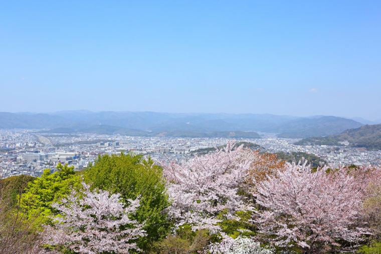 将軍塚青龍殿 桜