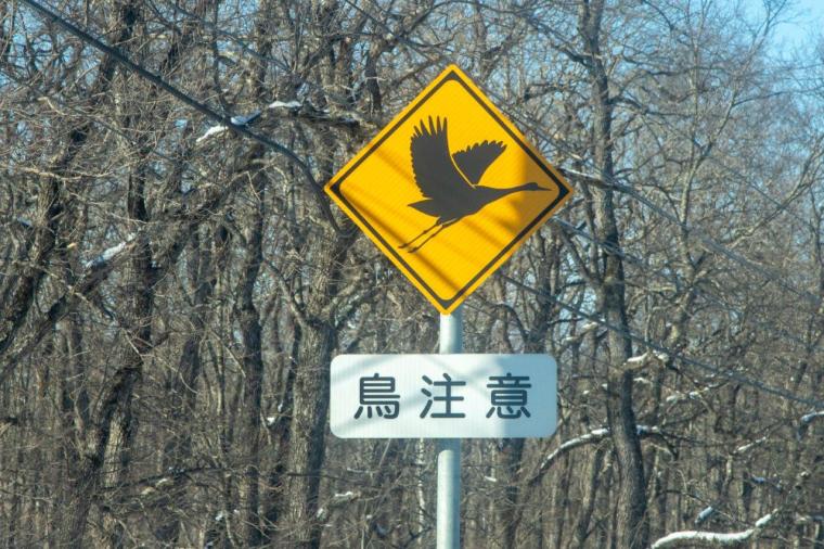 釧路湿原タンチョウヅル