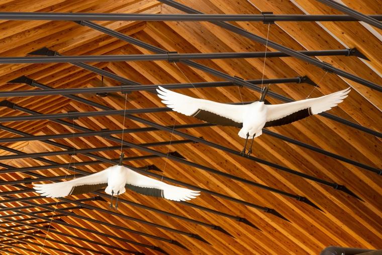 釧路湿原タンチョウヅル