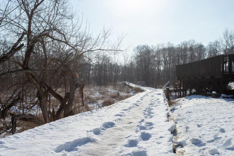 釧路湿原タンチョウヅル