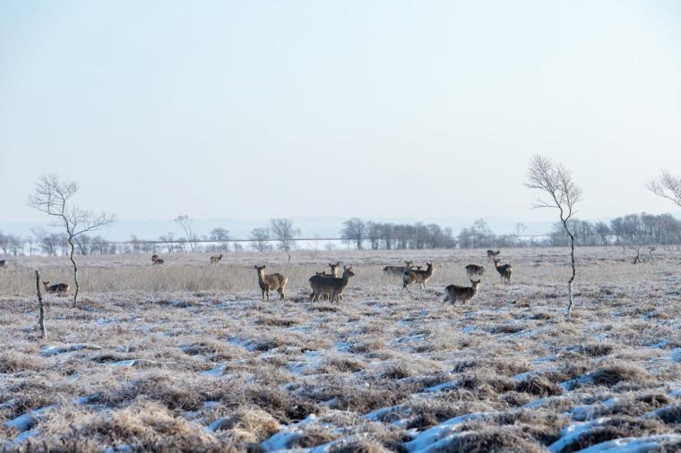 釧路湿原タンチョウヅル