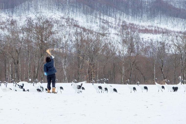 釧路湿原タンチョウヅル