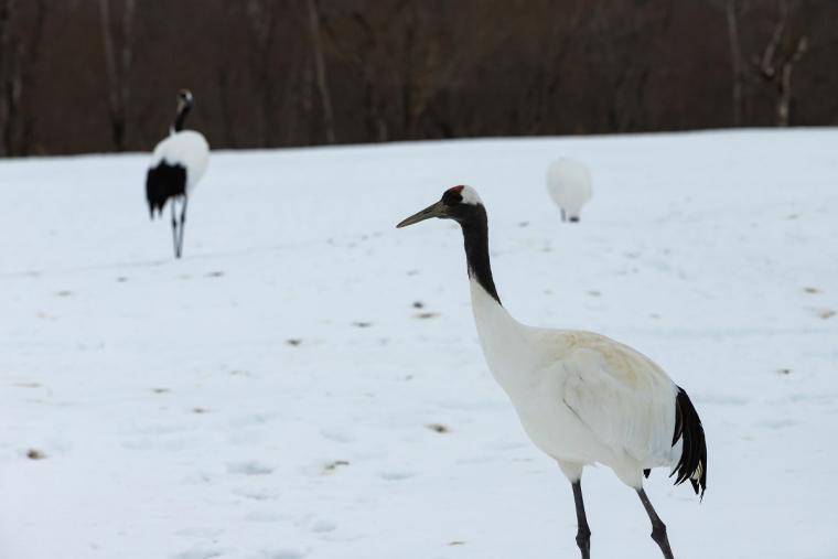 釧路湿原タンチョウヅル