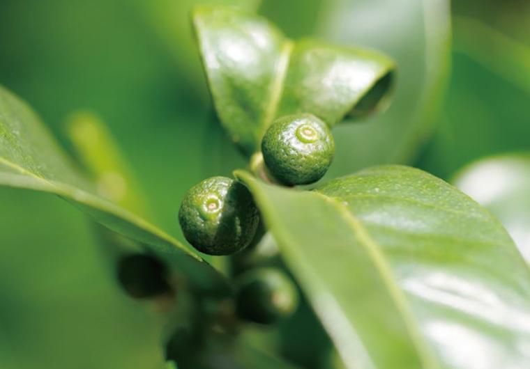 シークヮーサージュースを使用したウェルカムドリンク　ザ・リッツ・カールトン沖縄