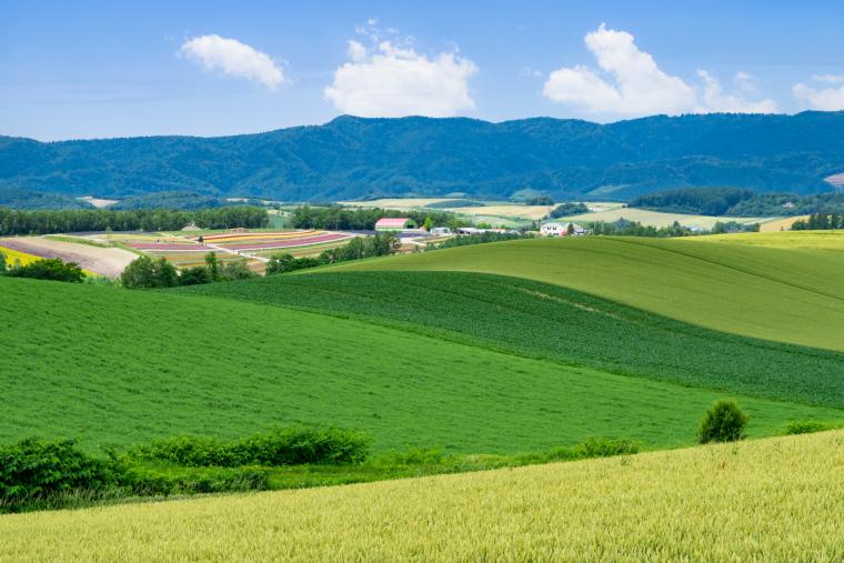 自然があふれる美瑛町。北海道ならではの自然を、身近に感じることができる環境です