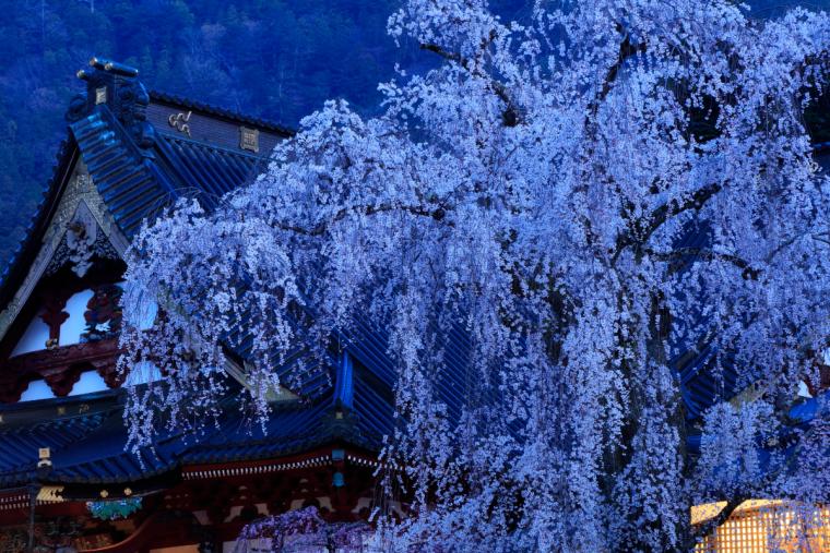 久遠寺のしだれ桜