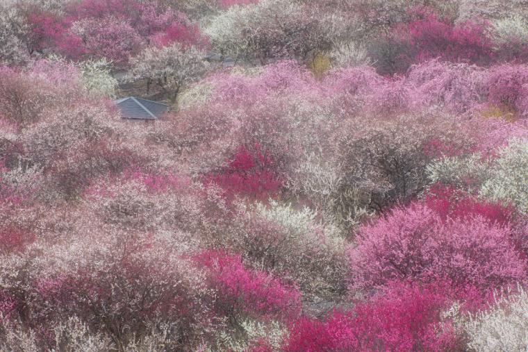 いなべ市梅林公園