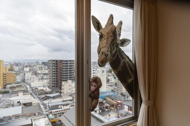 道後温泉を持続可能なまちへ。先陣を切って生まれ変わった環境型ホテル【ホテル古湧園 遥】