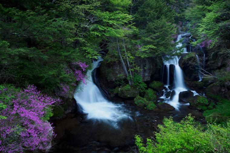奥⽇光のミツバツツジとクリンソウ