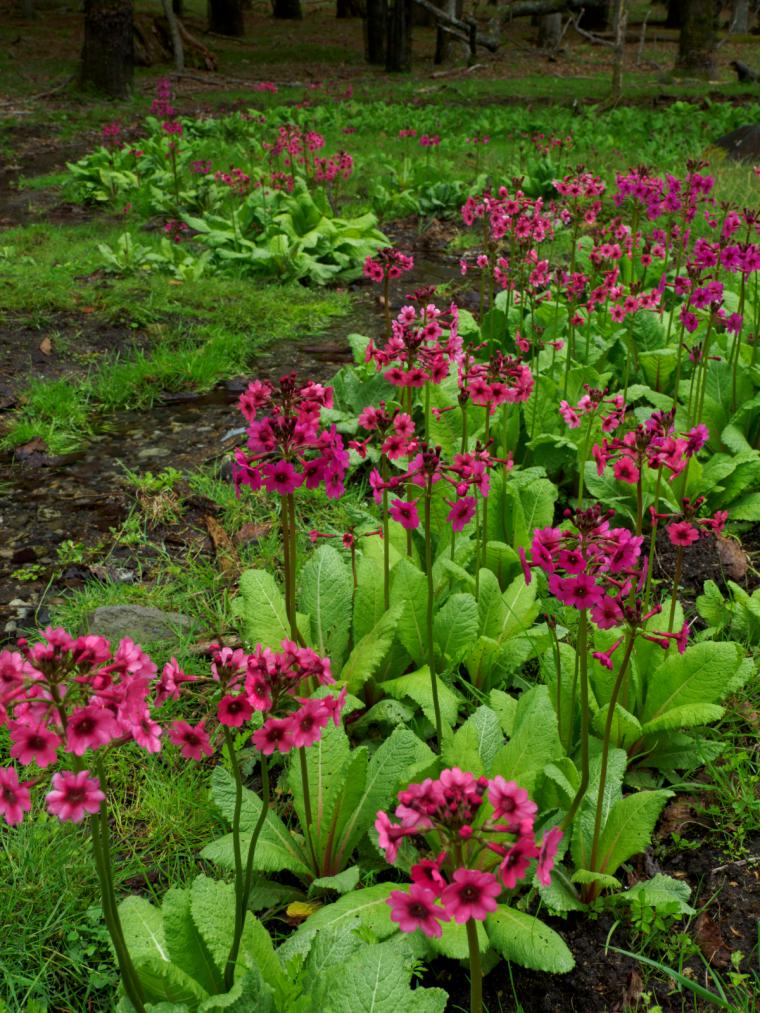 ⻯頭滝下駐⾞場近くのクリンソウ