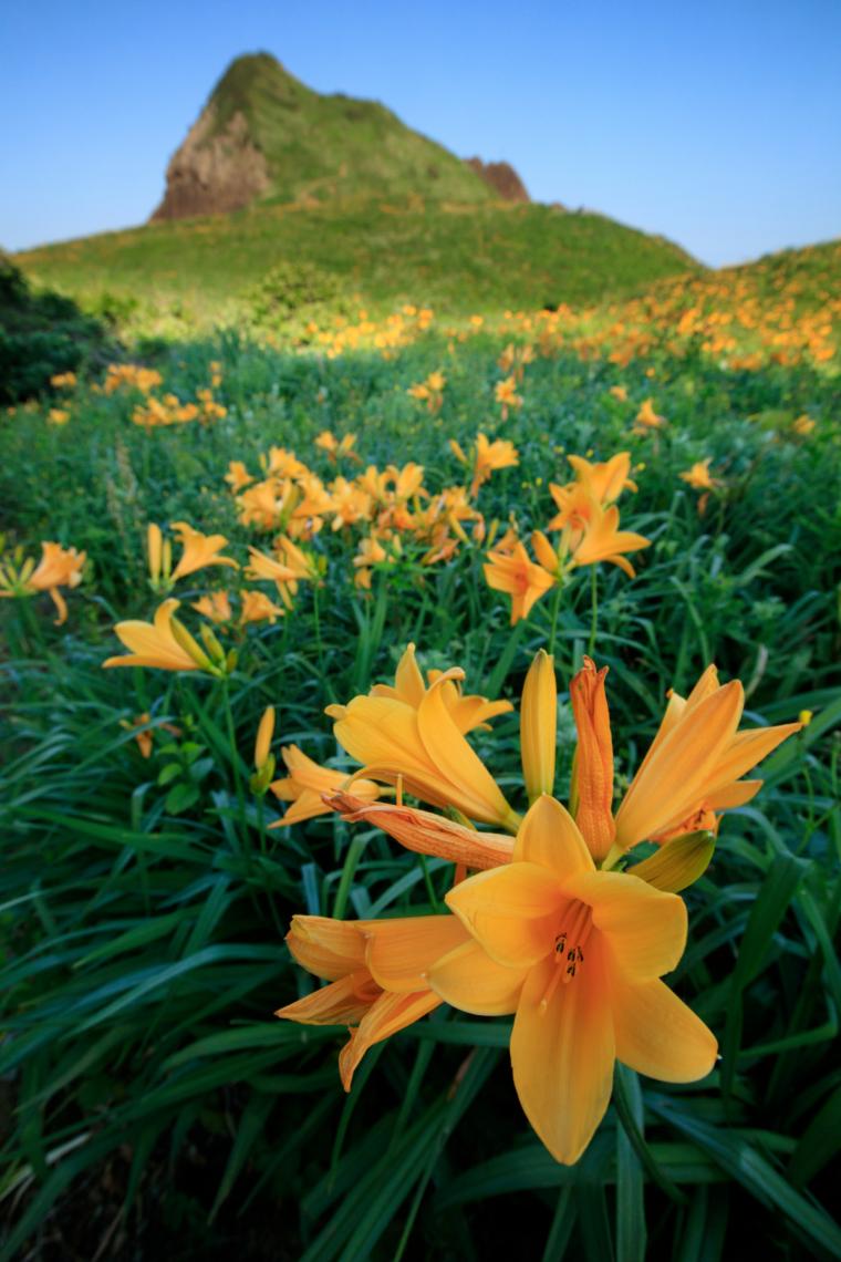 ⼤野⻲のトビシマカンゾウ