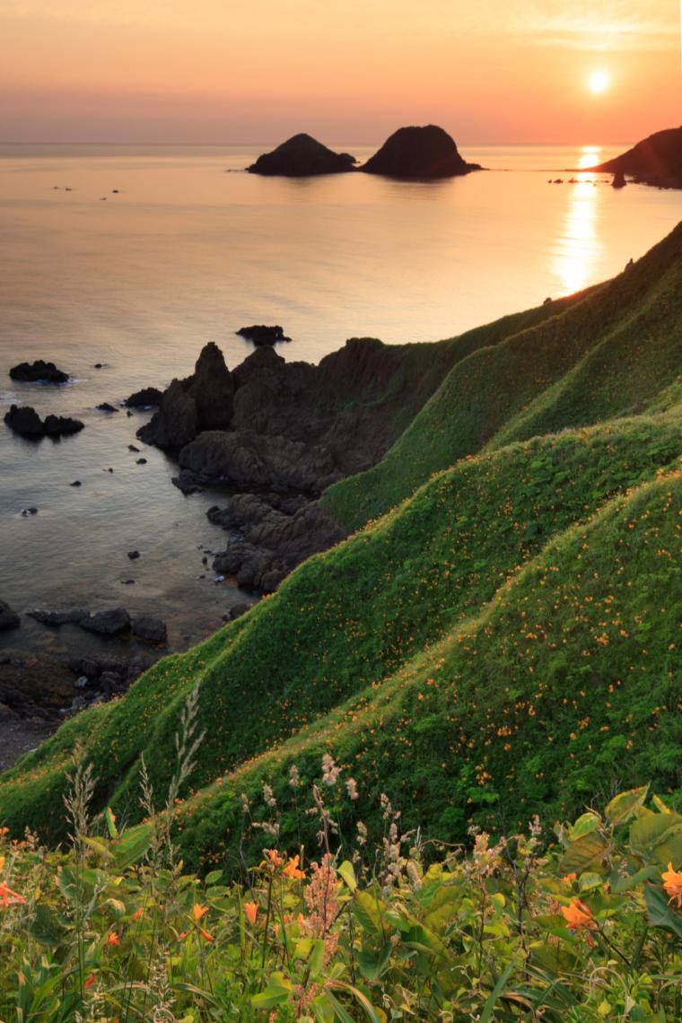 ⼤野⻲のトビシマカンゾウ