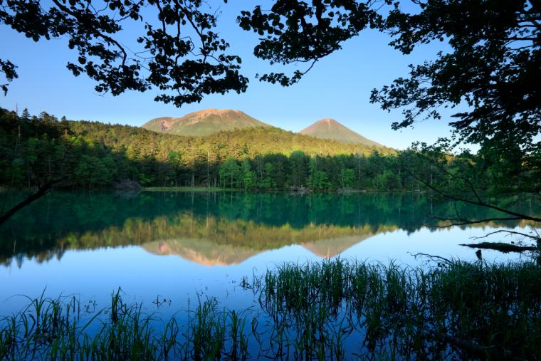 オンネトーの新緑