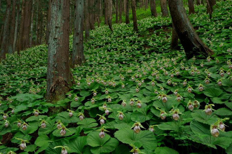 ⽔原のクマガイソウの⾥