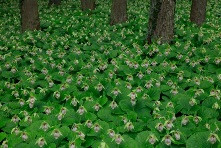 ⽻⼭の⾥のクマガイソウ