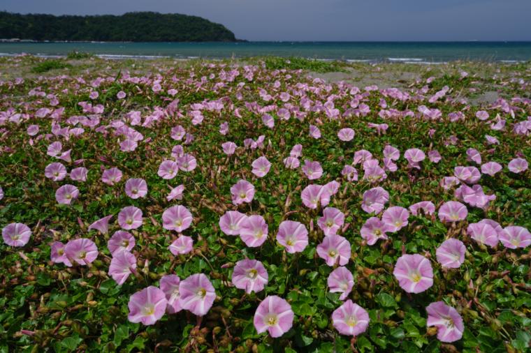 原岡海岸のハマヒルガオ