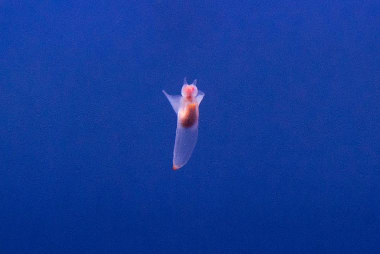 ガリンコ号とオホーツクタワー