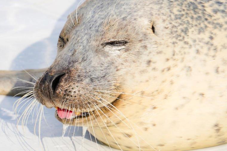 ガリンコ号とオホーツクタワー