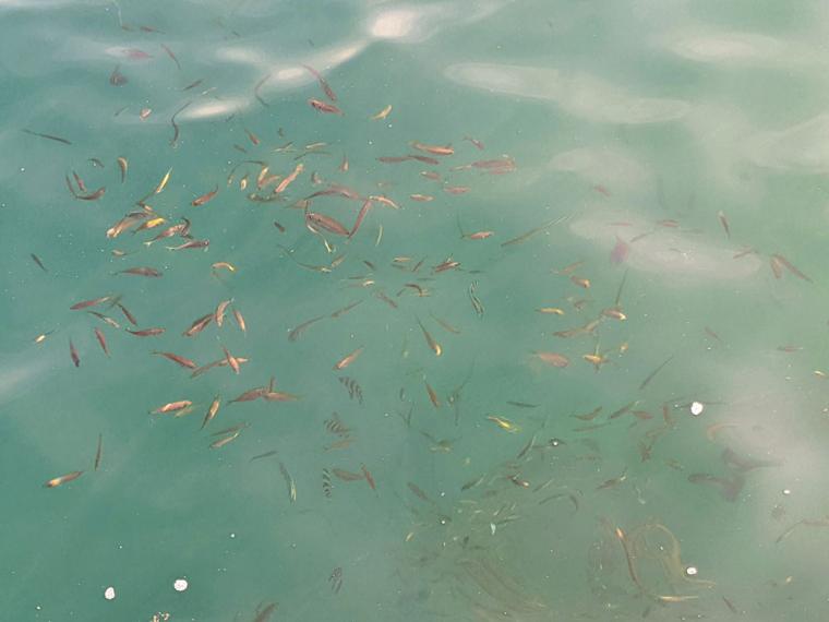 海をのぞくとたくさんの小魚