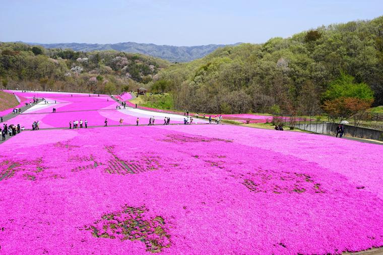 市貝町芝ざくら公園