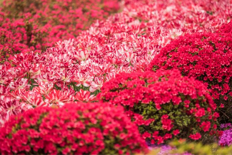 花郷OKADA つつじ