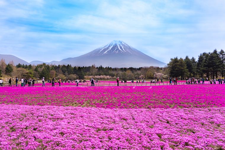 富士芝桜まつり
