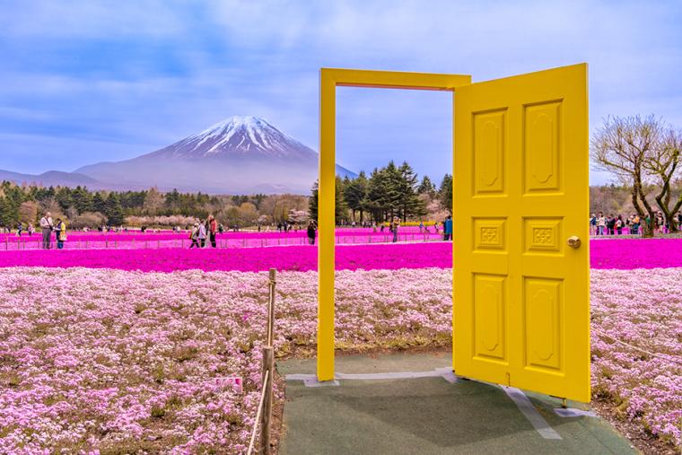 富士芝桜まつり