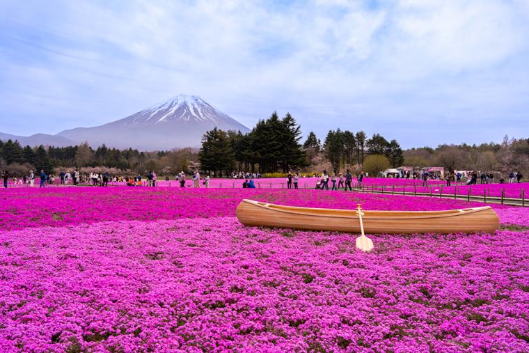 富士芝桜まつり