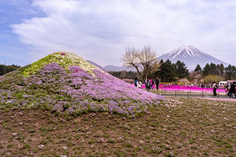 富士芝桜まつり