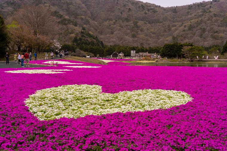 富士芝桜まつり