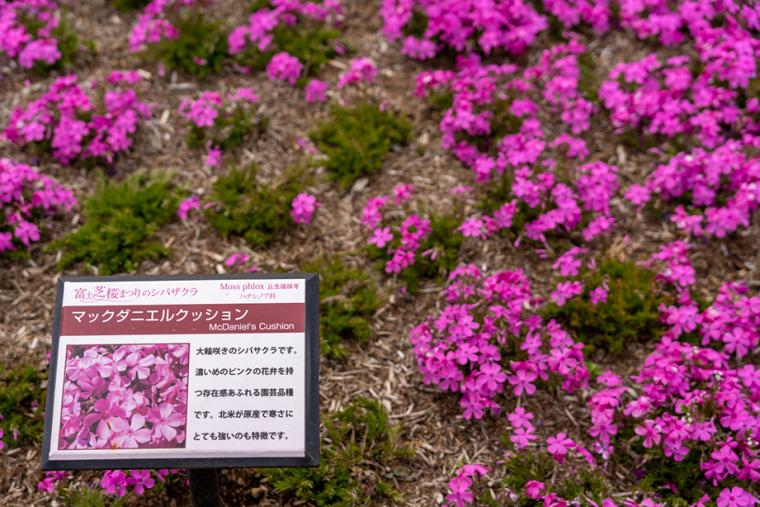 富士芝桜まつり