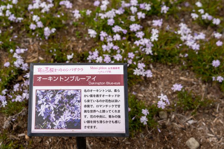 富士芝桜まつり