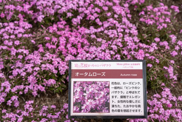 富士芝桜まつり