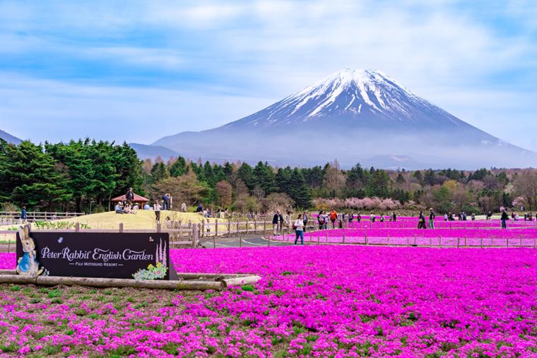 富士芝桜まつり