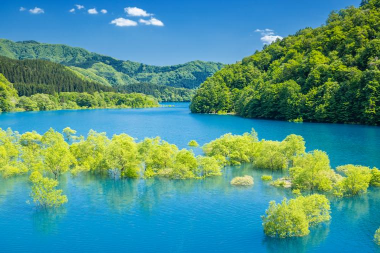 秋扇湖の水没林