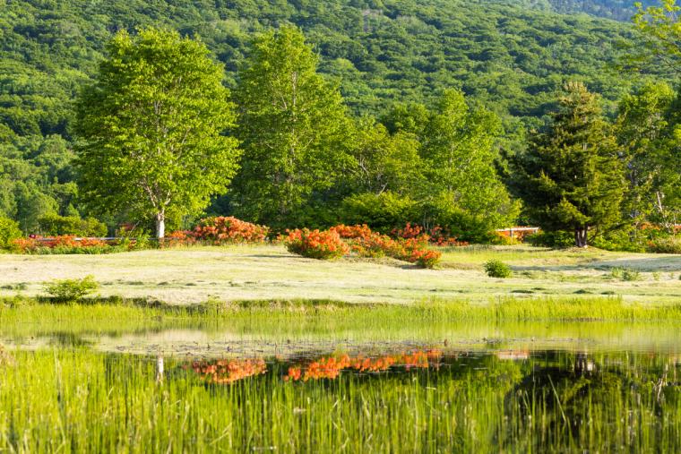 安比高原のツツジ