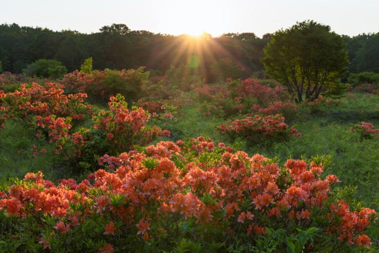 安比高原のツツジ